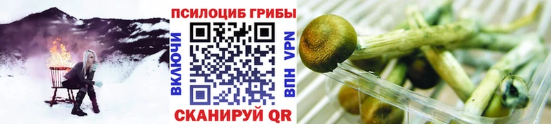 Псилоцибиновые грибы мицелий  магазин    Каменногорск 